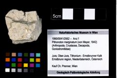 Foto (Objekt + Etikett) von Pithonoton marginatum (von Meyer, 1842)  (NHMW-GEO-1990-0041-2562)